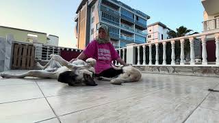 Kangal Hunde 9 Monate Alanya Antalya Türkei  24 Mai 2024 Kangal Dogs Turkey [upl. by Roseline]