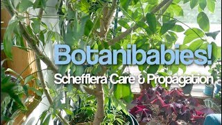 Schefflera Umbrella Tree Houseplant Care Tips and Propagation [upl. by Tesil]