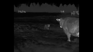 Rancher has a HUGE Coyote Problem  45 Coyotes down with the HD Iray RS75 Thermal [upl. by Selda111]