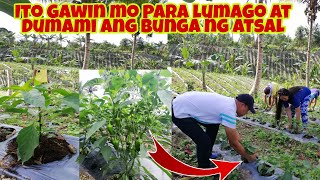 Paano Palaguin ang iyong Tanim na ATSAL o BELL PEPPER [upl. by Brooking]