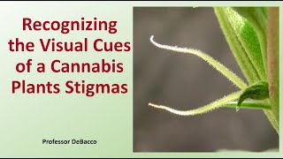 Recognizing the Visual Cues of a Cannabis Plants Stigmas [upl. by Aihsemek709]