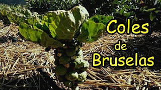 Cosechando COLES de BRUSELAS  Características del Cultivo [upl. by Longan549]