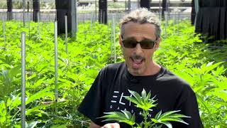 Cannabis Trimming Training amp Pruning Kyle Kushman  Green Flower Cannabis Cultivation Course [upl. by Lohman]