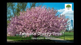 Kwanzan Cherry Tree  TN Nursery [upl. by Ilise]