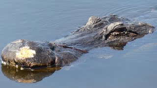 Alligator Mating Season [upl. by Polard719]