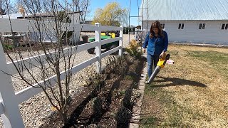 Pruning My Coralberry amp Flower Bed Maintenance ✂️💚  Garden Answer [upl. by Llenad]