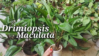 Discover The Hidden Beauty Of Drimiopsis Maculata  How To Grow And Care For This Rare Beauty [upl. by West]