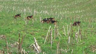 Woodpont Beagles Hunting 42518 [upl. by Janette]