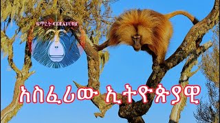 አስፈሪው ኢትዮጵያዊ ጭላዳ ዝንጀሮGelada Baboon [upl. by Jelks]