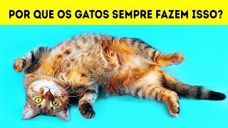 Por que Gatos Deitam de Costas Quando Veem Você [upl. by Alon432]