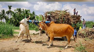 Country Bullock Cart fully loaded sugarcane  Country Bullock Cart Pulling [upl. by Leehar484]