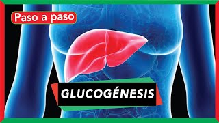 GLUCOGÉNESIS síntesis de glucógeno pasos y regulación [upl. by Abihsot]