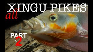 Pike cichlids Crenicichla habitat guide Xingu pikes in nature and the aquarium Part 2 [upl. by Enitnatsnoc31]