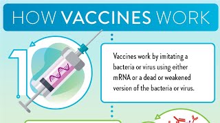 Vaccines and the Immune Response How Vaccines Work [upl. by Haldas13]