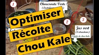 Optimiser une récolte de chou Kale [upl. by Ahsoik]