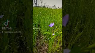 Linum usitatissimum L Flax field 🇳🇵 [upl. by Nica]