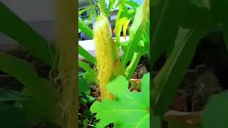 Maize plant Ninnu chusaka innallu song [upl. by Agnese325]