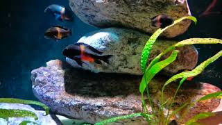 Tropheus sp quotblackquot Bemba [upl. by Anelram]