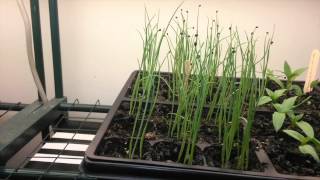 Growing shallots from seed [upl. by Allehs]