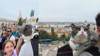 Adorable Cat Spreads Joy around Budapest 🇭🇺  Part 2 [upl. by Braunstein652]