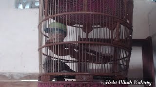 Perkutut lokal ALAM gacor ini bikin semua burung perkutut gacor nyaut  MASTERAN PERKUTUT LOKAL [upl. by Elane588]