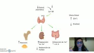 Hipoparatiroidismo [upl. by Talyah542]