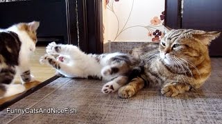 Cute Kittens playing While Mom cat is napping [upl. by Desai]