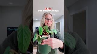 UPDATE on my Philodendron Columbia import from Ecuagenera 1 plant made 3 plants plants shorts [upl. by Ardnahsal392]