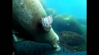 Walross Hagebecks Tierpark 092016  Eisbär und Pinguine [upl. by Zednanref]