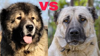 KANGAL DOG VS CAUCASIAN SHEPHERD DOG who is best [upl. by Kenn]