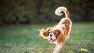 How do I train my Cavalier King Charles Spaniel to stop barking at strangers [upl. by Dearborn]