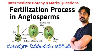 Fertilization Process in Angiosperms  Intermediate Botany Most Important 8 Marks Question [upl. by Savdeep457]