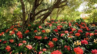 Babylonstoren Live From the Garden🌱 [upl. by Ern]