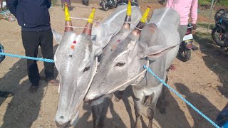 Jodugatte cattle fair market every sunday AGRIANIMALS [upl. by Donegan]