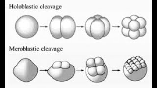 Types of Cleavage [upl. by Notslah]