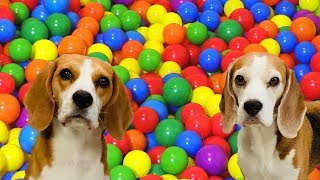 Turned my House into a BALL PIT  Happy Dogs Louie and Marie [upl. by Augustina521]