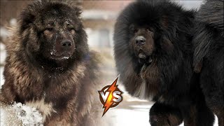 Tibetan Mastiff VS Caucasian Shepherd Dog  Who Will Win [upl. by Aneryc]