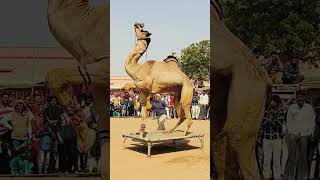 camel cartoon dance।।camel dance dj।।chunni wala camel dance camel cameldance camels [upl. by Anitselec]