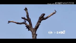 NATURES MUSIC  Flora at KV Sagar [upl. by Villada]