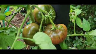 Brandywine Black Tomatoes Seed To Harvest [upl. by Notfilc874]