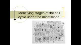 Mitosis microscopy [upl. by Otsirc93]