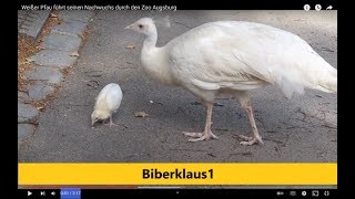 Weißer Pfau führt seinen Nachwuchs durch den Zoo Augsburg [upl. by Assiruam]