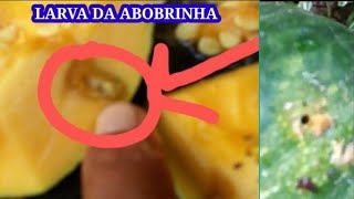 DOENÇA DAS CURCUBITACIASBROCA DA ABÓBORADiaphania Hyalinata larva da abobrinha [upl. by Nasas666]