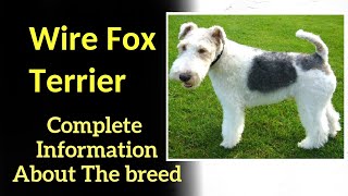 Wire Fox Terrier Pros and Cons Price How to choose Facts Care History [upl. by Eiliab]