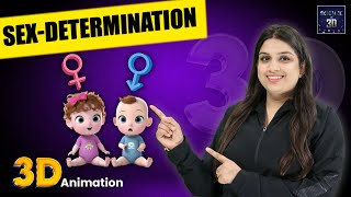 Sex Determination  3D Animation  by Reena Rao [upl. by Stretch714]