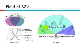 Field of BSV [upl. by Darreg436]