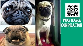 PUG BARK COMPILATION [upl. by Frida]