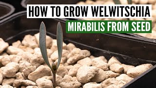 How to grow Welwitschia Mirabilis from seed with sucess [upl. by Mallina]