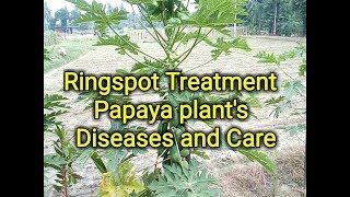 papaya plants disease and care  how to care papaya plants [upl. by Meave645]