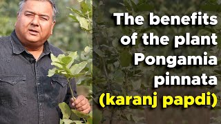 What are the benefits of the tree Pongamia Pinnata Karanj Papdi [upl. by Animahs]